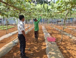Panen 22 Kilogram Gambas, Rutan Pelaihari Dorong Kemandirian Pangan Warga Binaan