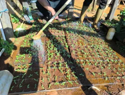 Dari Bibit Kecil, Tumbuh Harapan Baru di Kebun SAE Rutan Pelaihari