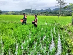 Gaspol Dukung Swasembada Pangan, Babinsa Dampingi Pemupukan Padi di Kaballangan
