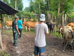 Sigap Cegah PMK, Babinsa Kodim 1404/Pinrang Pantau Langsung Kesehatan Ternak Sapi Warga
