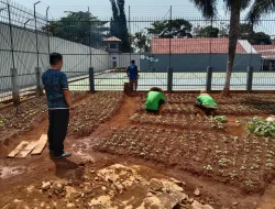 Sulap Lahan Kosong di Sekitar Blok Hunian, Rutan Pelaihari Tanam Sawi Dukung Ketahanan Pangan