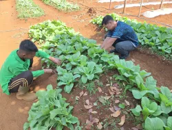 Panen 50 Ikat Sawi, Rutan Pelaihari Dorong Produktivitas Warga Binaan Melalui Pertanian