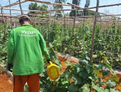 Hadapi Cuaca Kering, Rutan Pelaihari Perkuat Perawatan Timun dan Pare di Kebun SAE