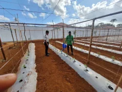 Rawat Tanaman Kacang Panjang, Rutan Pelaihari Dorong Produktivitas Kebun SAE