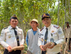 Komitmen Nyata Asta Cita, Bapas Palu Sukseskan Panen Raya Ubi Kayu