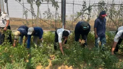 Panen 50 Kg Kacang Tanah, Lapas Banjarbaru Wujudkan Pembinaan Produktif