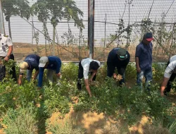 Panen 50 Kg Kacang Tanah, Lapas Banjarbaru Wujudkan Pembinaan Produktif