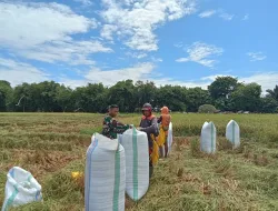 Gaspol Dukung Ketahanan Pangan, Babinsa Serda Akbar Dampingi Petani Panen Padi