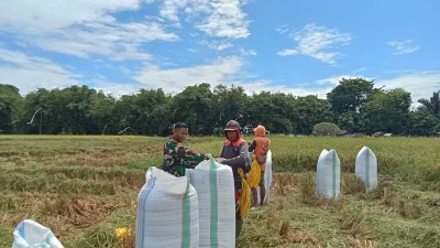Gaspol Dukung Ketahanan Pangan, Babinsa Serda Akbar Dampingi Petani Panen Padi