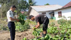 Panen Sayur Sawi, Lapas Wonreli Dorong Pembinaan Kemandirian yang Produktif