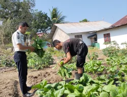 Panen Sayur Sawi, Lapas Wonreli Dorong Pembinaan Kemandirian yang Produktif