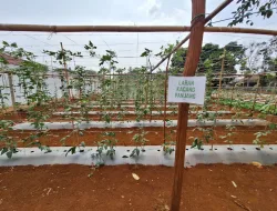 Panen 17 Kilogram Kacang Panjang, Kebun SAE Rutan Pelaihari Terus Produktif Dukung Ketahanan Pangan