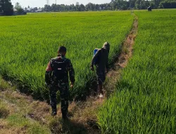 Dukung Ketahanan Pangan, Babinsa Koramil 1404-08/Lanrisang Pantau Pemeliharaan Tanaman Pertanian