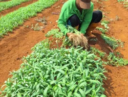 Panen 50 Ikat Kangkung, Kebun SAE Rutan Pelaihari Perkuat Produktivitas dan Pembinaan Kemandirian