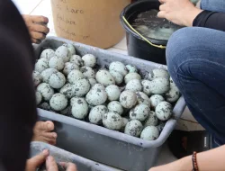 Dari Pemeraman Menuju Produk Bernilai, Warga Binaan Perempuan Rutan Pelaihari Tekuni Pembuatan Telur Asin
