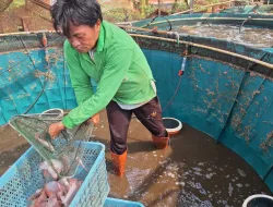 Panen 29 Kilogram Nila Merah, Kebun SAE Rutan Pelaihari Perkuat Pembinaan Kemandirian dan Ketahanan Pangan