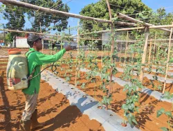 Jaga Tanaman Tetap Produktif, Rutan Pelaihari Lakukan Perawatan dan Pengendalian Hama Kacang Panjang di Kebun SAE