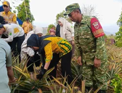 Dukung Ketahanan Pangan dan Kesejahteraan Petani, Babinsa Koramil 1405-08/Tanete Riaja Hadiri Panen Nanas di Pujananting