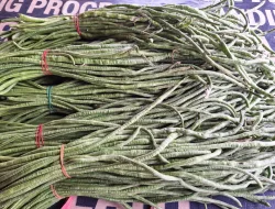 Panen 12 Kilogram Kacang Panjang, Rutan Pelaihari Dorong Produktivitas Warga Binaan melalui Pertanian