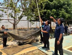 Lapas Banjarbaru Optimalkan Lahan Pertanian, Panen 32 Kg Alpukat untuk Dukung Ketahanan Pangan