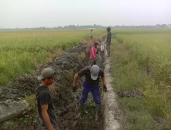 Peduli Petani, Babinsa Koramil Lanrisang Pantau Perkembangan Tanaman Padi