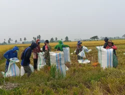 Dampingi Petani Panen Padi di Musim Kemarau, Babinsa Dukung Ketahanan Pangan di Desa Siwolong Polong