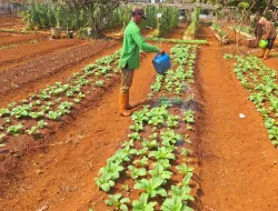 Tak Menyerah pada Kemarau, Rutan Pelaihari Terus Rawat Tanaman di Kebun SAE